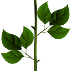 Rose PNG