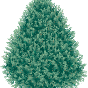 Fir-tree PNG image