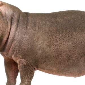 Hippo PNG