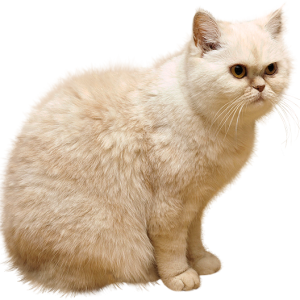 Cat white PNG