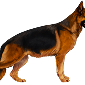 German Shepherd PNG