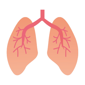 Lungs PNG