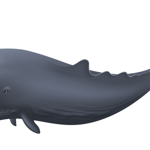 Whale PNG
