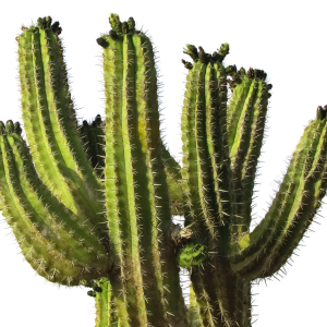 Cactus PNG image