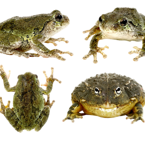 Frog PNG
