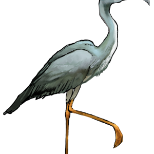 Heron PNG