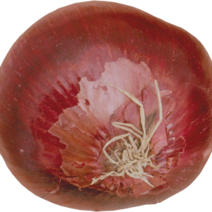 Onion PNG