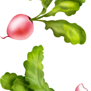 Radish PNG