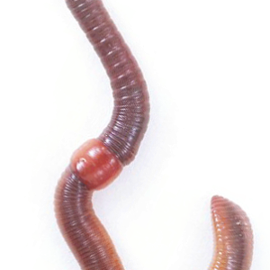 earthworm worm PNG