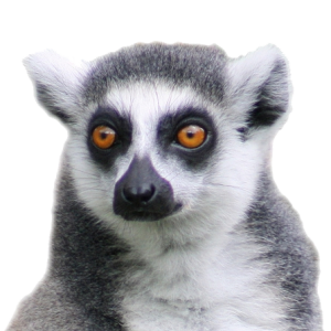 Lemur PNG