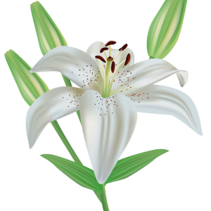 Lilium PNG