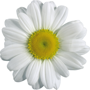 Camomile PNG image, free flower picture