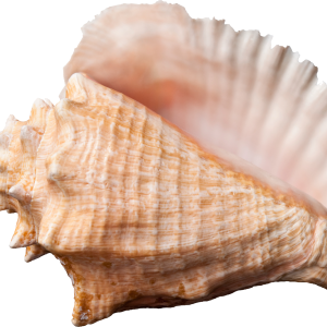 Conch PNG