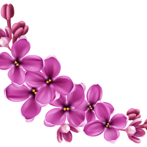 Lilac PNG
