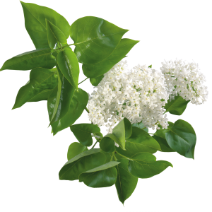 Lilac PNG