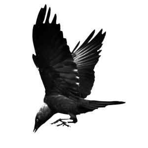 Raven PNG