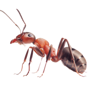 ant PNG