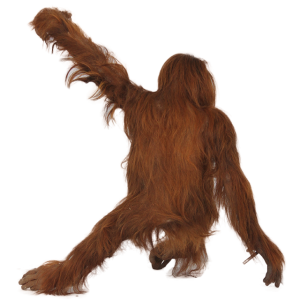 Orangutan PNG