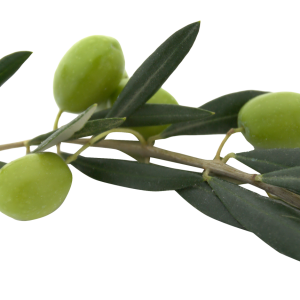 Olive PNG