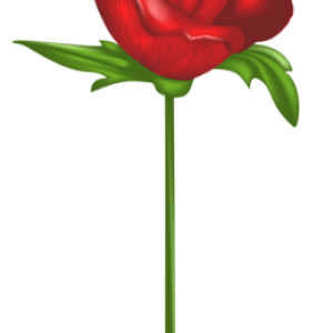 Rose PNG