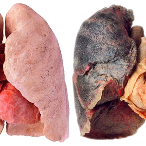 Lungs PNG