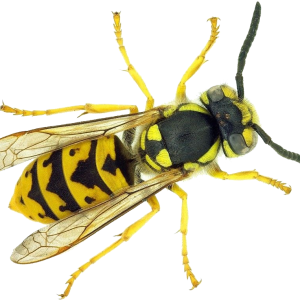 Wasp PNG