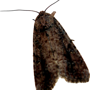 Moth PNG