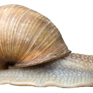 Snail PNG
