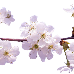 Sakura PNG