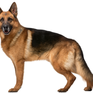 Dog PNG