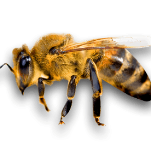 Bee PNG