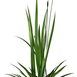 Grass PNG