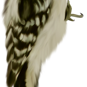Woodpecker PNG