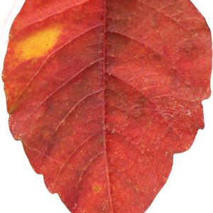 red autumn PNG leaf
