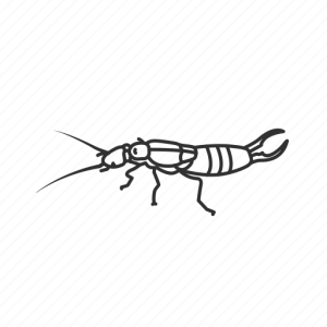 Earwig PNG