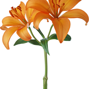 Lilium PNG