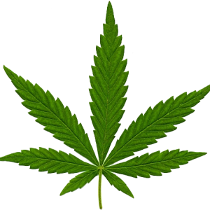 Cannabis PNG