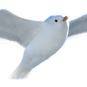 Bird PNG