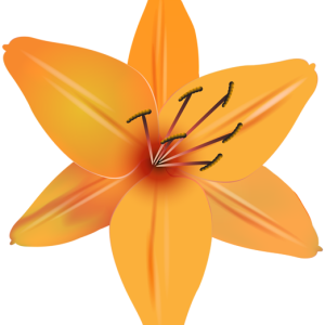 Lilium PNG