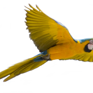 Yellow flying parrot PNG images, free download