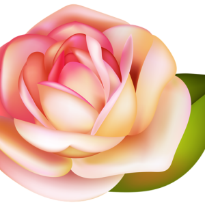 Rose PNG