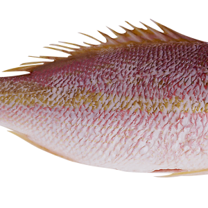 Fish PNG