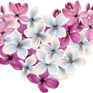 Lilac PNG