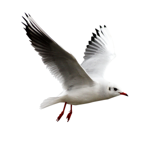 Gull PNG