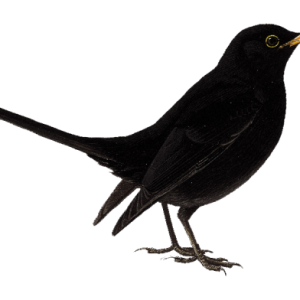 Bird PNG