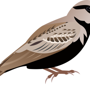 Sparrow PNG