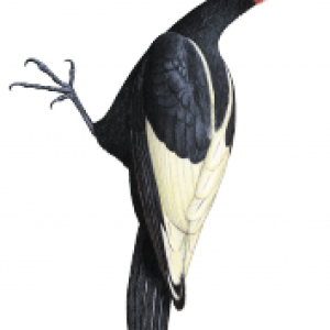 Woodpecker PNG