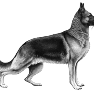 German Shepherd PNG