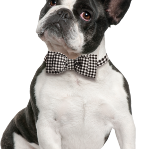 Bulldog PNG