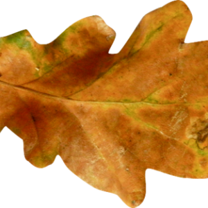 autumn PNG leaf